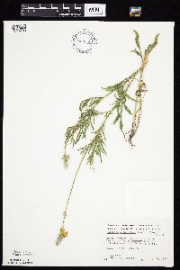 Ratibida columnifera image