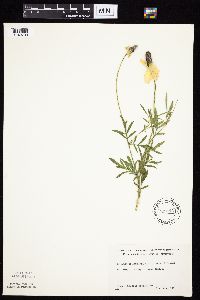 Ratibida columnifera image