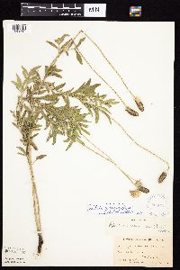 Ratibida columnifera image