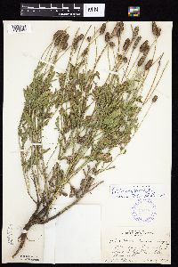 Ratibida columnifera image