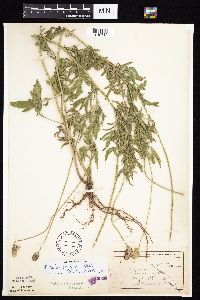 Ratibida columnifera image