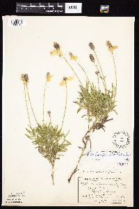 Ratibida columnifera image