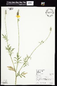 Ratibida columnifera image