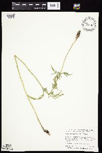 Ratibida columnifera image