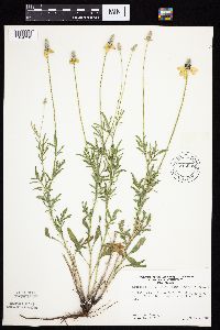 Ratibida columnifera image