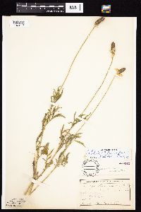 Ratibida columnifera image