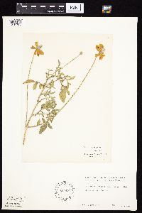 Ratibida columnifera image