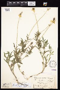 Ratibida columnifera image