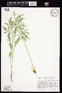 Ratibida columnifera image