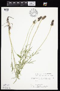 Ratibida columnifera image