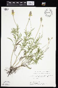 Ratibida columnifera image