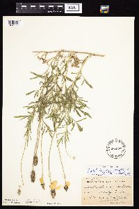 Ratibida columnifera image