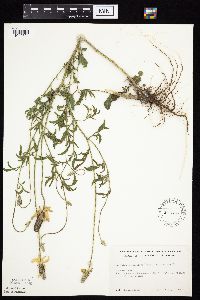 Ratibida columnifera image