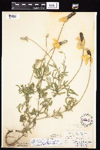 Ratibida columnifera image