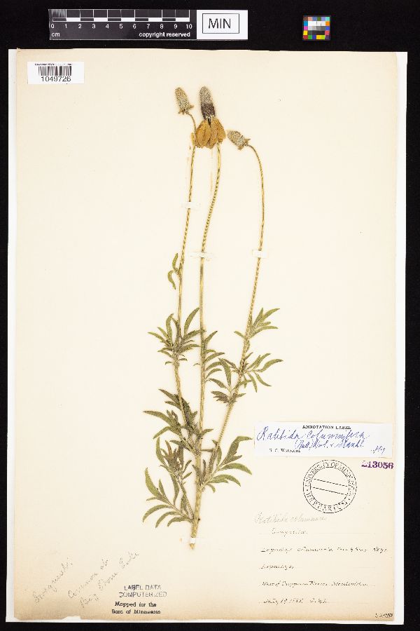 Ratibida columnifera image