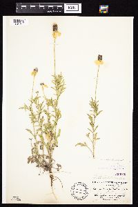 Ratibida columnifera image