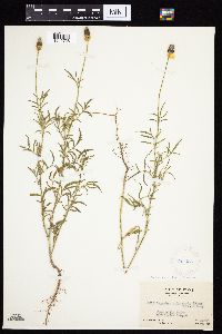 Ratibida columnifera image