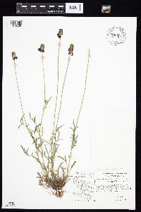 Ratibida columnifera image