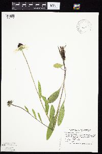 Rudbeckia hirta var. pulcherrima image