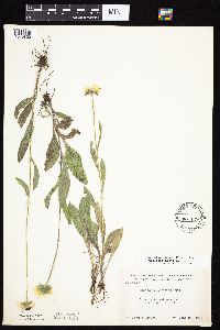 Rudbeckia hirta var. pulcherrima image