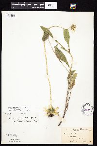 Rudbeckia hirta var. pulcherrima image