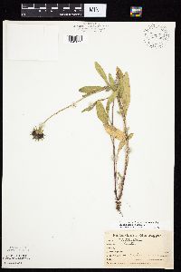 Rudbeckia hirta var. pulcherrima image