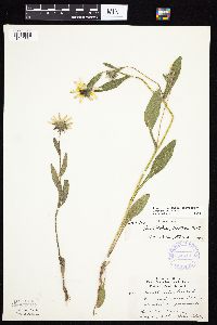 Rudbeckia hirta var. pulcherrima image