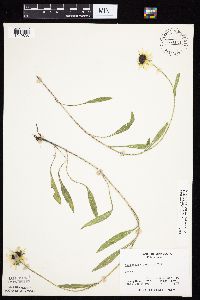 Rudbeckia hirta var. pulcherrima image