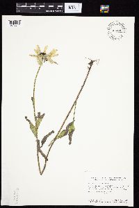 Rudbeckia hirta var. pulcherrima image