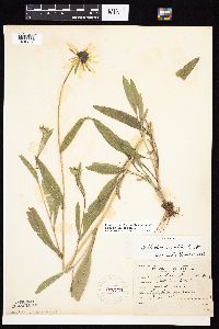 Rudbeckia hirta var. pulcherrima image