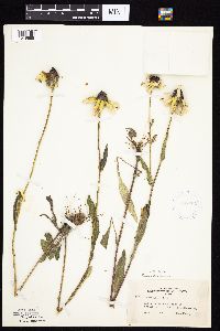 Rudbeckia hirta var. pulcherrima image