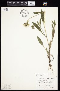 Rudbeckia hirta var. pulcherrima image