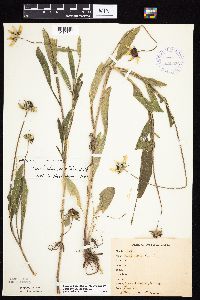 Rudbeckia hirta var. pulcherrima image