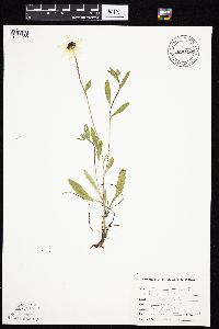 Rudbeckia hirta var. pulcherrima image