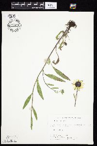 Rudbeckia hirta var. pulcherrima image