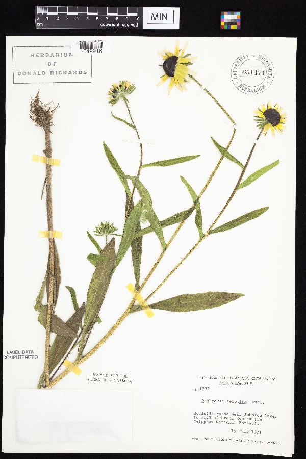 Rudbeckia hirta var. pulcherrima image