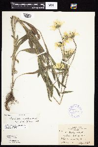 Rudbeckia hirta var. pulcherrima image