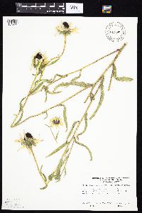 Rudbeckia hirta var. pulcherrima image