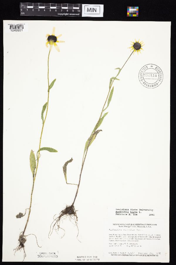 Rudbeckia image
