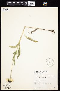 Rudbeckia hirta var. pulcherrima image