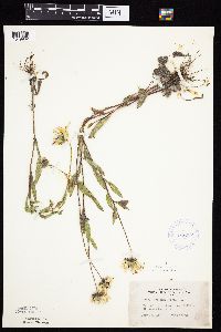 Rudbeckia hirta var. pulcherrima image