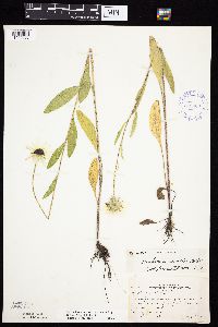 Rudbeckia hirta var. pulcherrima image