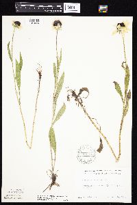 Rudbeckia hirta var. pulcherrima image