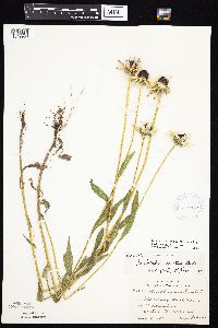 Rudbeckia hirta var. pulcherrima image