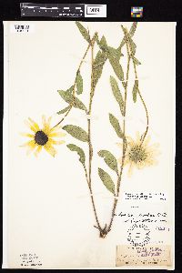Rudbeckia hirta var. pulcherrima image