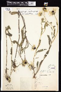 Rudbeckia hirta var. pulcherrima image