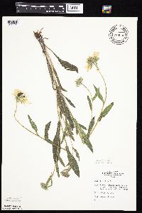 Rudbeckia hirta var. pulcherrima image