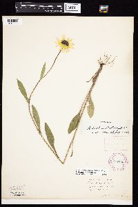 Rudbeckia hirta var. pulcherrima image