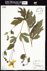 Rudbeckia laciniata var. laciniata image