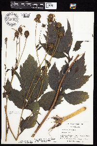 Rudbeckia laciniata var. laciniata image